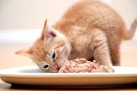 cibo gatti carboidrati