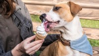 gelato per cani fatto in casa