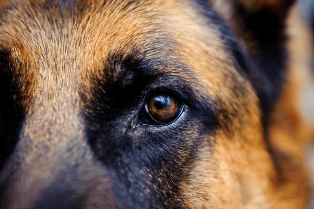 cosa succede se uninfezione agli occhi di cane
