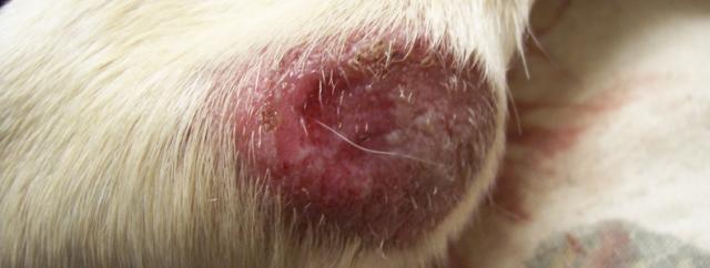 infezione cutanea al perossido di benzoile