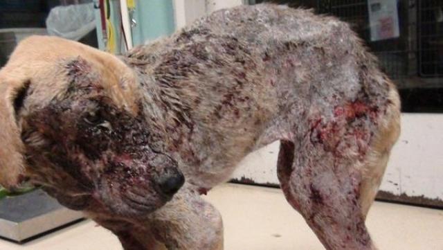 Foto Demodicosi (Rogna Rossa) nel Cane