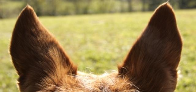 Foto Sordità nel cane: cause e cure