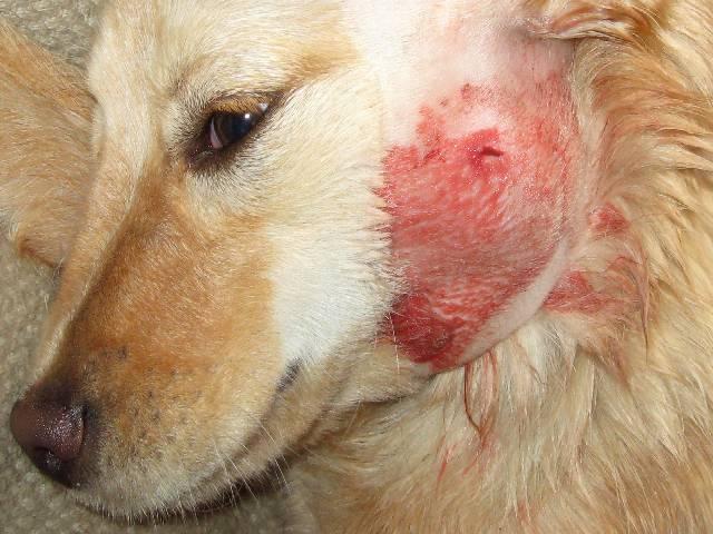 Foto Ascessi nel Cane: sintomi, cause e cure
