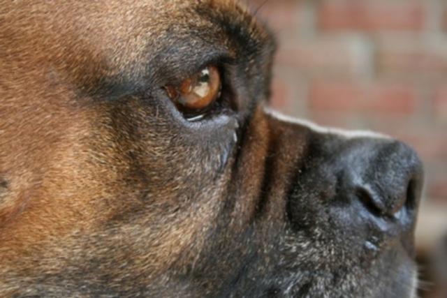 Tumore Al Cervello Nel Cane Sintomi E Cure Mondopetsit