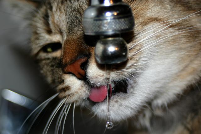 Insufficienza Renale Cronica Nel Gatto Cause Sintomi E Cure