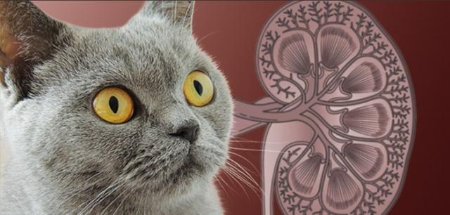 Insufficienza Renale Cronica Nel Gatto Cause Sintomi E Cure
