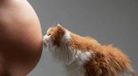 gatto e toxoplasmosi
