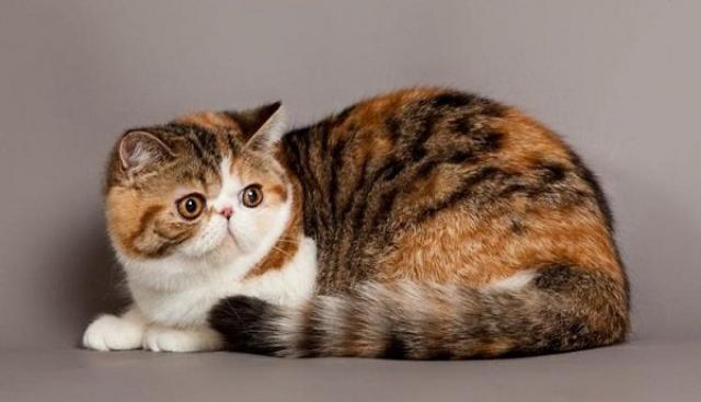 gatto persiano americano