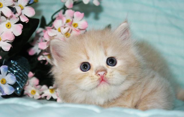 gatto persiano
