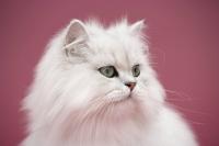 gatto persiano chinchilla