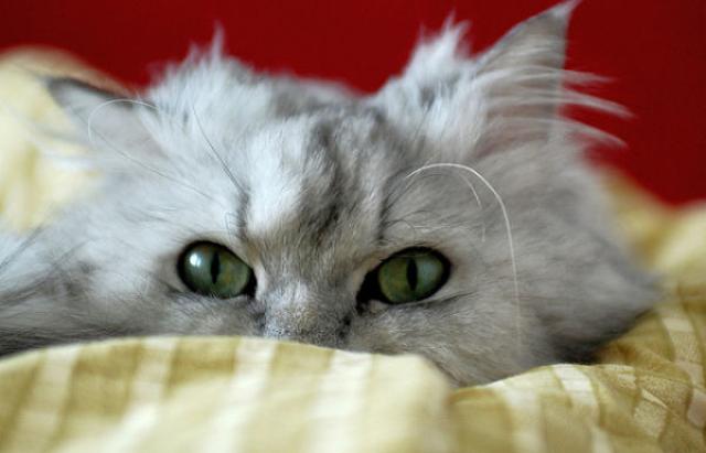 Principali Problemi Di Salute Nel Gatto Persiano Mondopetsit