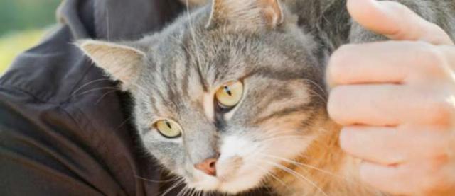 Malattia Del Rene Policistico Nel Gatto Persiano Mondopetsit