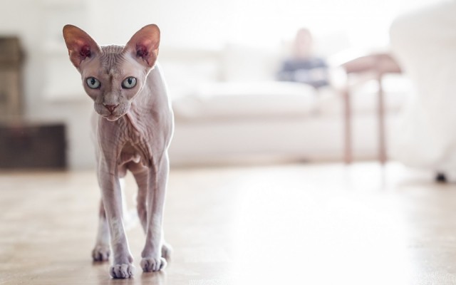 gattino razza sphinx