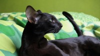 gattino razza Oriental Shorthair