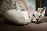 gattino razza devon rex