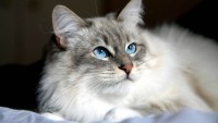 gattino razza siberiano