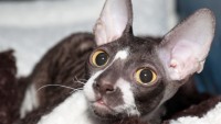 gattino razza Cornish Rex