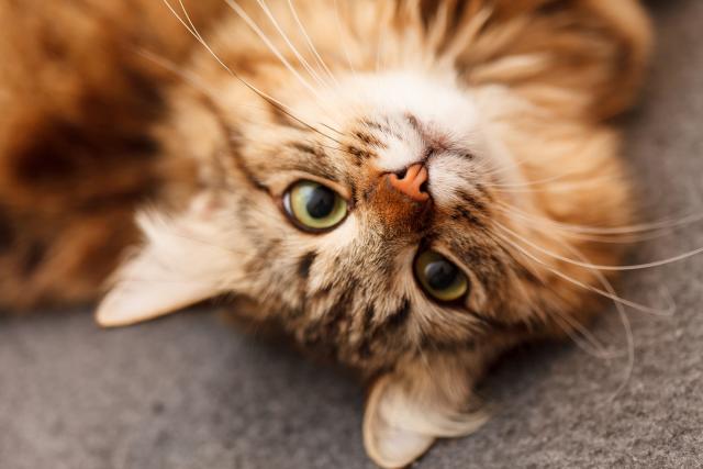 Foto Malattia della pelle nel Gatto Persiano