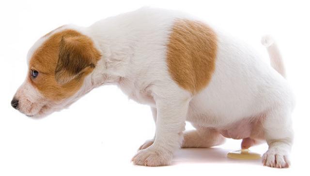 cane molteplice minzione sangue nelle urine