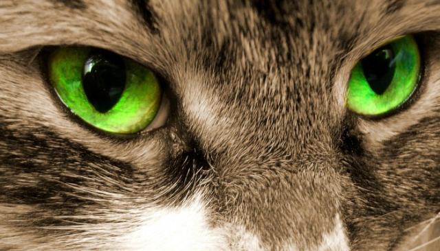 pomata per infezione dellocchio di gatto