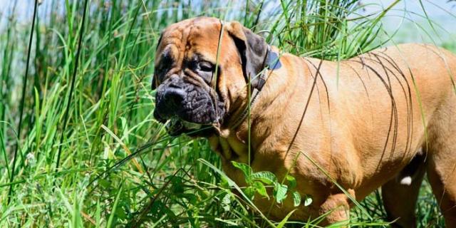 Foto Perchè il cane mangia l'erba?