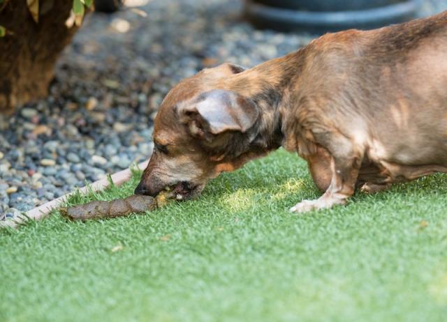 What Happens When A Dog Eats Human Poop What Happens When A Dog Eats Human Poop