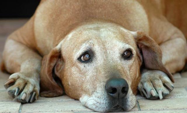 lastra alla prostata e cuore al cane de lastra alla prostata e cuore al cane de