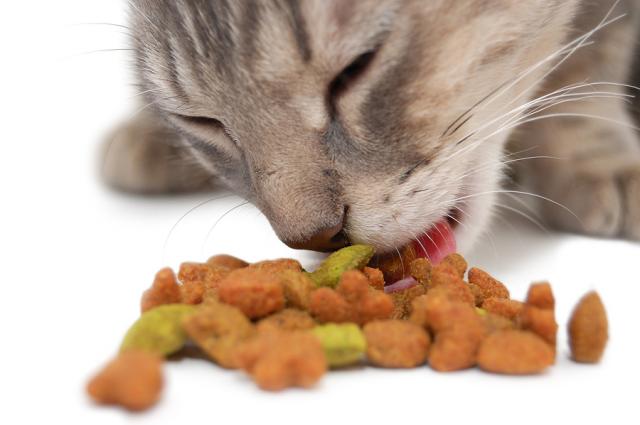Foto Allergie alimentari nel Gatto