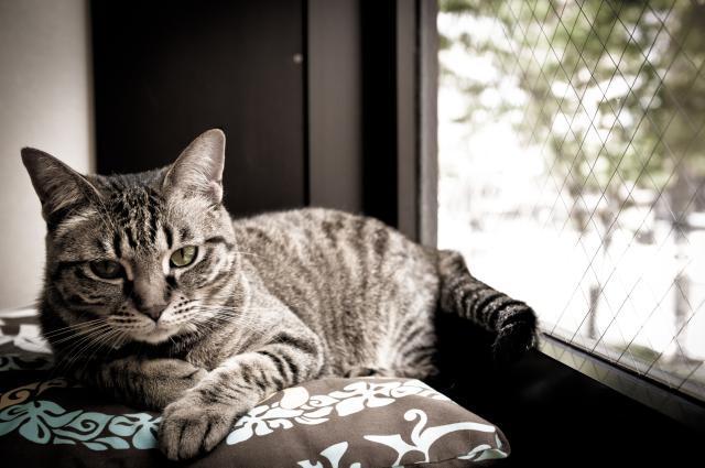 Malattie Del Gatto Trasmissibili Alluomo Mondopetsit