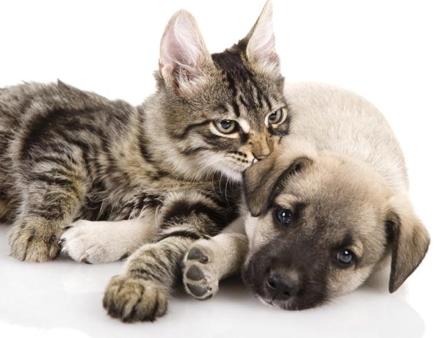 Foto Alcuni buoni motivi per sterilizzare il vostro animale domestico