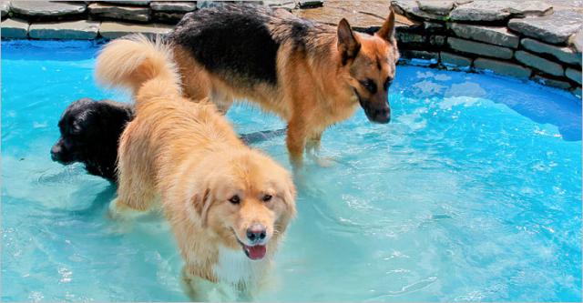 Foto Prevenire il colpo di calore nel Cane