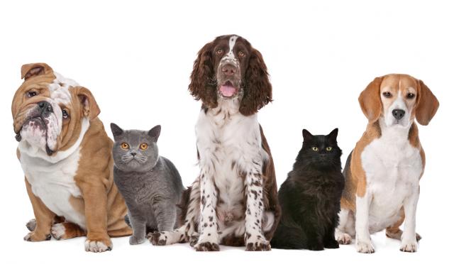 Foto Allergie nel Cane e Gatto