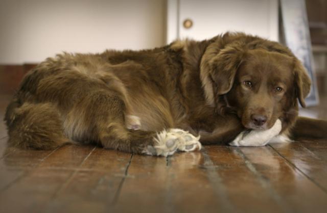 Foto Cure per l'artrite nel Cane e nel Gatto