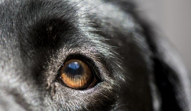 cosa fare se locchio del mio cane è infetto