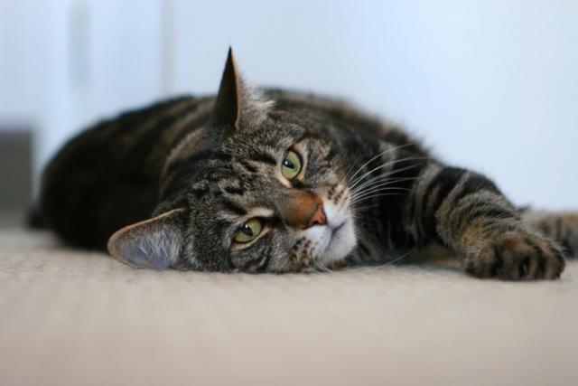 perdita di peso nel gatto