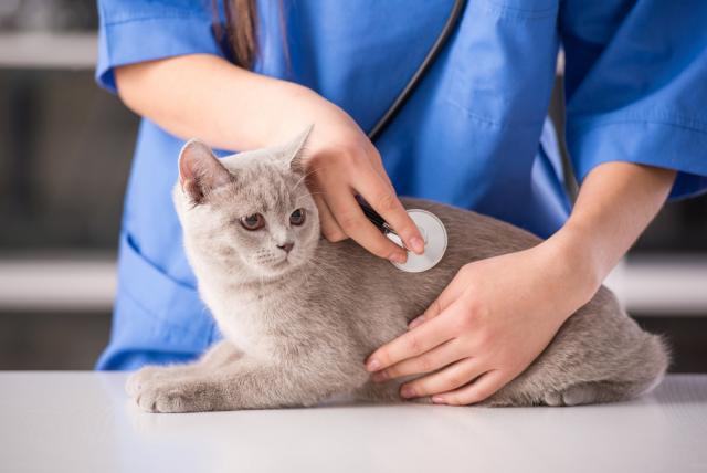 Foto Malattia renale nel Gatto: sintomi e cure