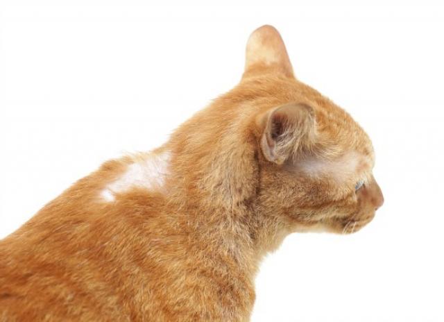 Cat Hair Loss Will It Grow Back Cat Hair Loss Will It Grow Back