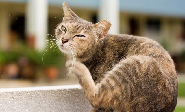 infezioni cutanee nel gatto infezioni cutanee nel gatto