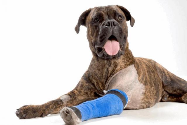 Foto Artrite degenerativa nel Cane