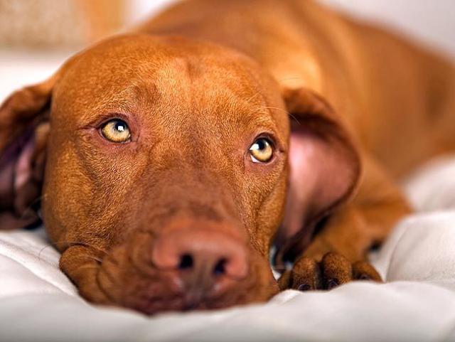 Foto Ipoglicemia nel Cane: sintomi e cure