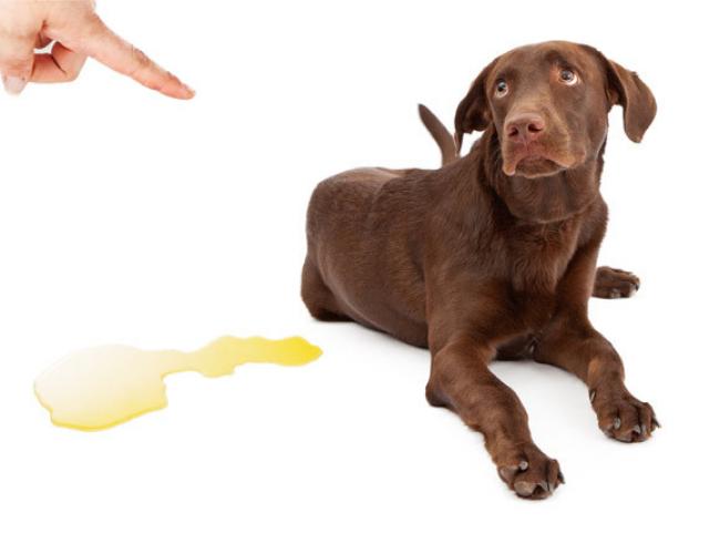Foto Infezione alla vescica (cistite) nel Cane