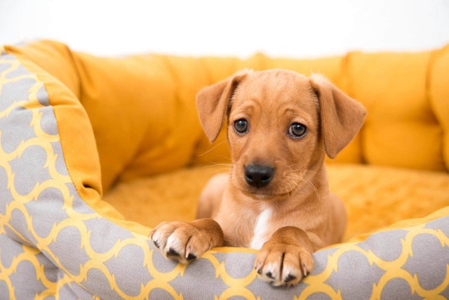 amoxicillina per cane con infezione della prostata amoxicillina per cane con infezione della prostata