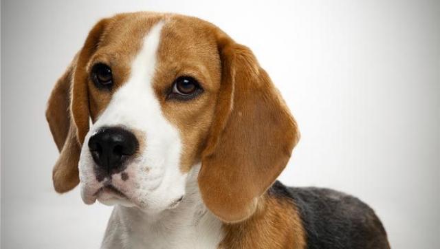 Foto Beagle: caratteristiche e carattere