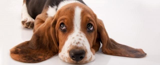 Foto Basset Hound: caratteristiche e carattere