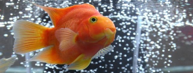 Foto Poco ossigeno nell'aquario può essere pericoloso