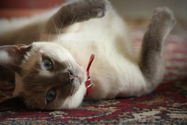 ostruzione uretrale nella prognosi dei gatti
