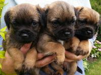 cuccioli border terrier