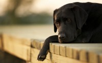 cane malato di leucemia