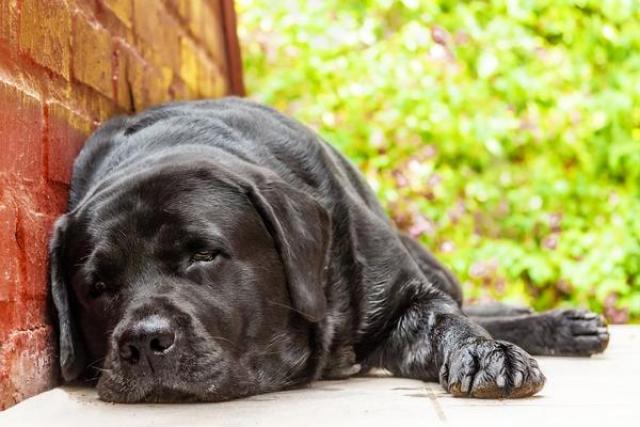 Foto Miastenia nel Cane: cause e cure