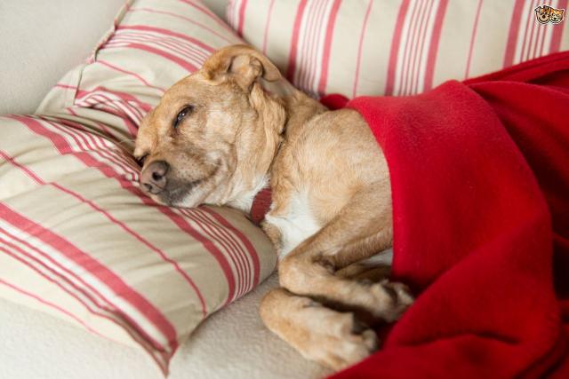 Foto Il cane non fa pipì: cause e cure